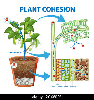 Schéma de la cohésion des plantes Illustration de Vecteur