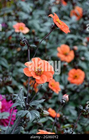 Gros plan de la fleur rouge orange de l'évêque d'Oxford Dahlia Banque D'Images