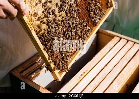 vue rognée de l'apiculturiste tenant un cadre en nid d'abeille près de la ruche dans l'apiaire Banque D'Images