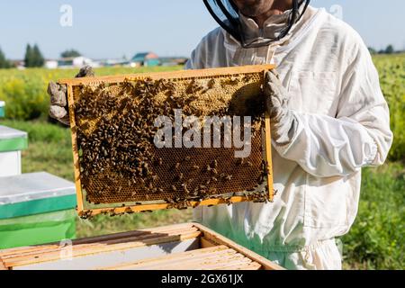 vue rognée de l'apiculteur dans un costume de protection et des gants tenant le cadre en nid d'abeille avec les abeilles sur l'apiaire Banque D'Images