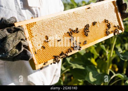 vue rognée des cadres de retenue d'apiaristes avec des abeilles en nid d'abeille à l'extérieur Banque D'Images