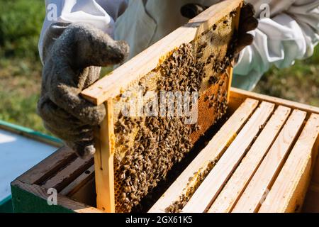 vue rognée de l'apiculteur tenant un cadre en nid d'abeille avec des abeilles près de la ruche Banque D'Images