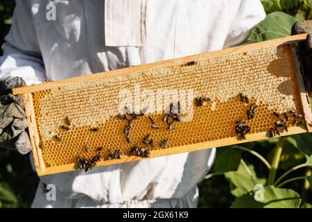 vue partielle du apiculteur dans la combinaison de protection et les gants tenant le nid d'abeille avec les abeilles et le miel Banque D'Images