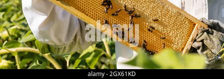 vue partielle du apiculteur tenant des nids d'abeilles avec du miel et des abeilles sur le terrain, bannière Banque D'Images