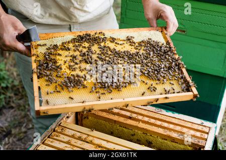 vue partielle du maître d'abeille avec un grattoir tenant un cadre en nid d'abeille flou près de la ruche Banque D'Images