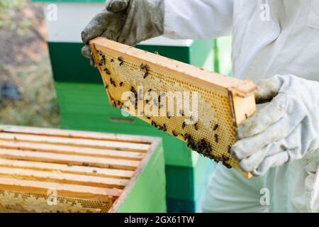 vue rognée de l'apiariste dans des gants de protection tenant le cadre en nid d'abeille avec des abeilles Banque D'Images