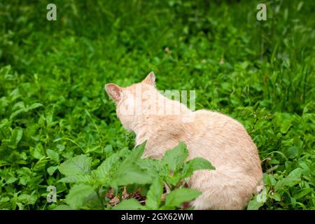 Beau chat beige est assis sur un arbre souche avec son dos tourné il y a beaucoup de verdure autour d'elle. Animaux de compagnie en gros plan extérieur avec espace de copie. Banque D'Images