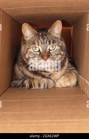 Hiding domestique de chat dans Une boîte de carboard - Tabby chat à cheveux courts - Royaume-Uni Banque D'Images