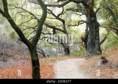 Trail Crossing Oak Trees au parc du comté de Stevens Creek. Comté de Santa Clara, Californie, États-Unis. Banque D'Images