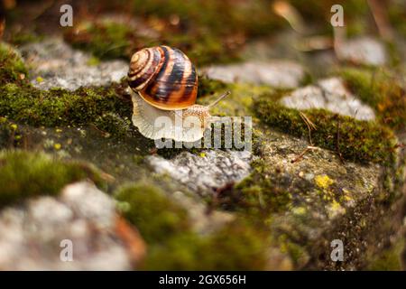 Gros plan sur la mousse verte parmi les cailloux. Concept animaux de la nature avec espace de copie extérieur à la lumière du jour Banque D'Images