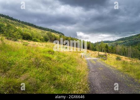 Route de campagne sur un pré menant à travers guéri à la forêt de pins, Glenariff Forest Park, comté d'Antrim, Irlande du Nord Banque D'Images