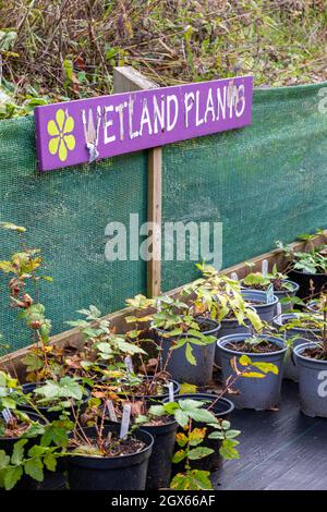 plantes de terres humides en vente dans un centre de jardin de norfolk, royaume-uni. panneau manuscrit pour plantes de terres humides en vente chez un détaillant de jardins. Banque D'Images