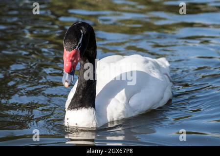 Cygne à col noir (Cygnus Melancoryphusa) une grande espèce d'oiseaux d'eau blanc trouvée en Amérique du Sud, photo Banque D'Images
