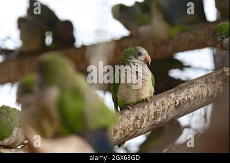 perroquet de monk dans les cages de zoo, oiseaux colorés et drôles, oiseaux amoureux de la chaleur. nouveau Banque D'Images