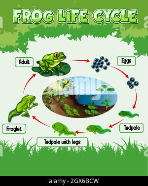 Schéma montrant le cycle de vie de la grenouille Illustration de Vecteur