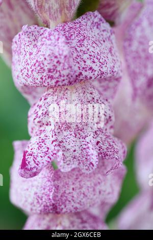 Antirrhinum majus 'Purple Twist' fleurs blanches avec des marquages variables Snapdragon septembre Banque D'Images