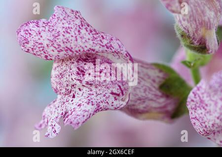 Antirrhinum majus 'Purple Twist' fleurs blanches avec des marquages variables Snapdragon septembre Banque D'Images