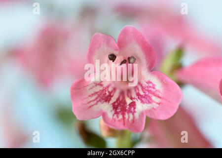 Penstemon 'Hewell Pink Bedder' AGM BeardTongue Syn.Penstemon 'Hewells Pink' Penstemon 'Pink Bedder' juillet Banque D'Images