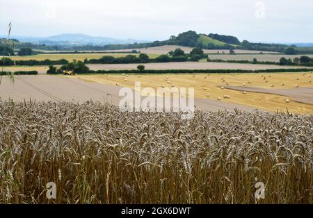 Un champ de blé prêt pour la récolte avec des cultures partiellement moissonnées en arrière-plan. Wiltshire.Royaume-Uni Banque D'Images