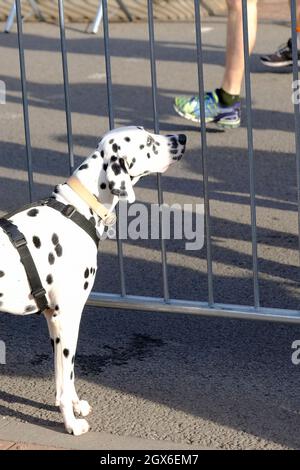 La course de Great Bristol revient après la pause pandémique. Un chien de Dalmatio regarde comme des milliers de coureurs participent au semi-marathon ou au 10k rac Banque D'Images