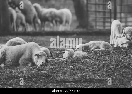 Petit agneau mignon gamboling dans un pré dans la ferme d'Angleterre Banque D'Images