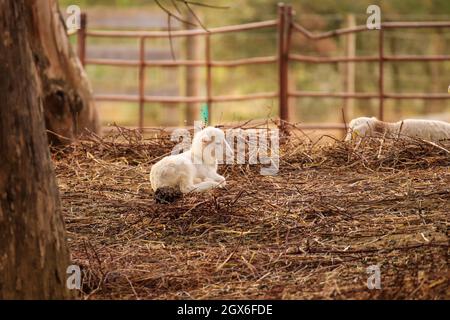 Petit agneau mignon gamboling dans un pré dans la ferme d'Angleterre Banque D'Images