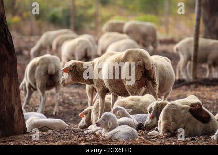 Petit agneau mignon gamboling dans un pré dans la ferme d'Angleterre Banque D'Images