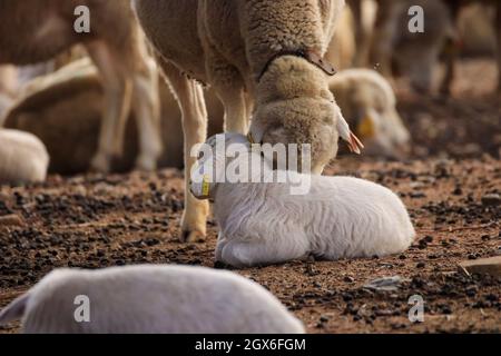 Petit agneau mignon gamboling dans un pré dans la ferme d'Angleterre Banque D'Images