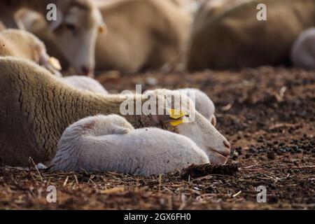 Petit agneau mignon gamboling dans un pré dans la ferme d'Angleterre Banque D'Images