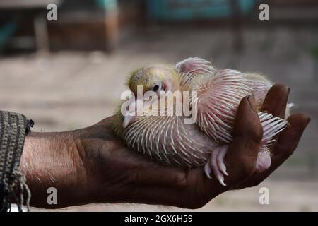 Un homme âgé tient une poussin de pigeon dans la cour. La maison de l'homme âgé est située sur la ligne de front à New York.New York (ancien Novgorodske 1951-2021) une colonie urbaine dans la région de Donetsk et située sur la ligne de front de la guerre de l'Ukraine avec les séparatistes soutenus par la Russie. Le 1er juillet 2021, le Parlement ukrainien a rebaptisé Novgorodske à New York comme avant 1951 ans. Banque D'Images