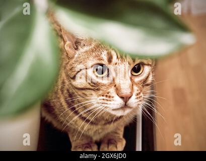 Chat adulte Ocicat se cachant derrière les feuilles Banque D'Images