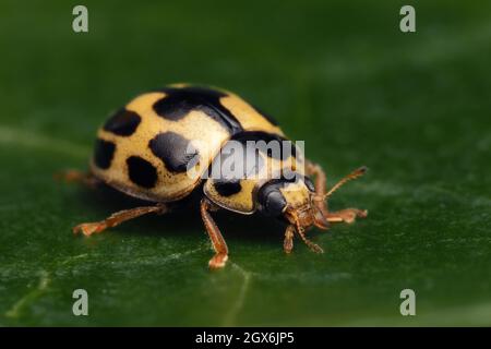 14-spot Ladybird (Propylea quattuordecimpunctata) reposant sur la feuille de lierre. Tipperary, Irlande Banque D'Images