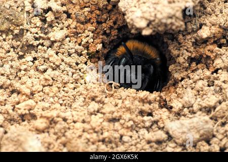 L'abeille minière de Gwynne (Andrena bicolor) émerge de son entrée de nid. Tipperary, Irlande Banque D'Images