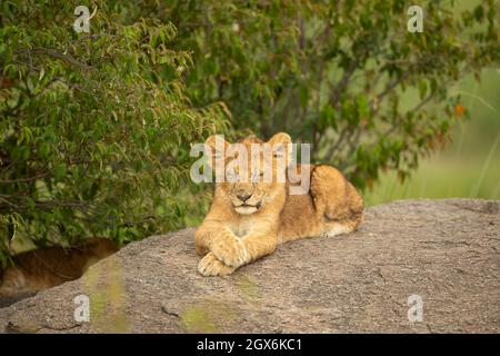 Lion cub (Panthera leo) assis sur un rocher Banque D'Images