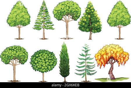 Ensemble de différents types d'arbres Illustration de Vecteur