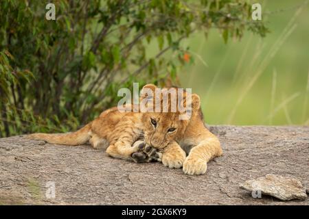 Lion cub (Panthera leo) assis sur un rocher Banque D'Images
