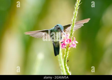 Une femelle d'oiseau-mouches à saphir bleu chiné (Chlorestes notata) se nourrissant d'une fleur de Verbain rose en plein soleil dans un jardin tropical. Banque D'Images