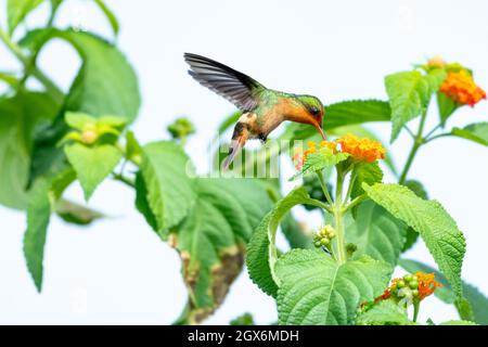 Une femelle touffeté Coquette colibri se nourrissant sur les fleurs de Lantana.Deuxième plus petit oiseau au monde. Banque D'Images