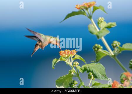 Une femelle touffeté Coquette colibri se nourrissant sur les fleurs de Lantana.Deuxième plus petit oiseau au monde. Banque D'Images