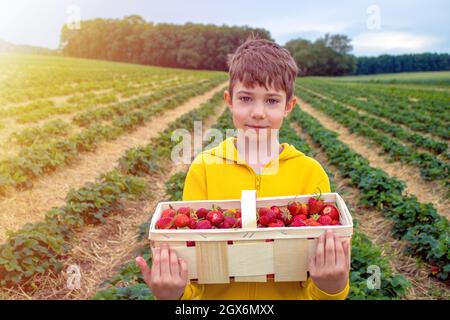 Adorable petit garçon tenant un panier rempli de fraises Banque D'Images