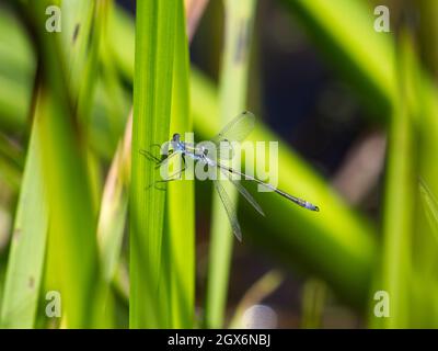 Male Emerald Damselfly (Lestes parraina) perchée sur la végétation du côté de l'étang à la réserve naturelle de Smestow Valley, Wolverhampton, Royaume-Uni Banque D'Images