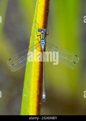 Male Emerald Damselfly (Lestes parraina) perchée sur la végétation du côté de l'étang à la réserve naturelle de Smestow Valley, Wolverhampton, Royaume-Uni Banque D'Images