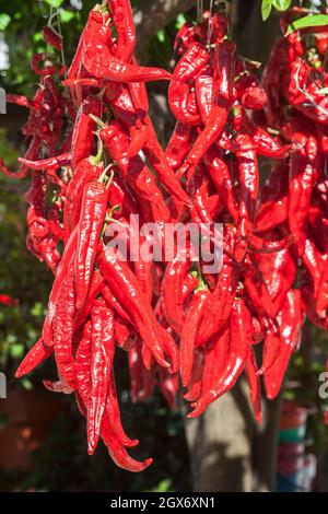 Ristra de guindas séchage sous le soleil à l'extérieur de la maison de village. Les Guindas sont des poivrons allongés de variété cousue comme un bouquet et les air dehors pour sécher. Acena de la Banque D'Images