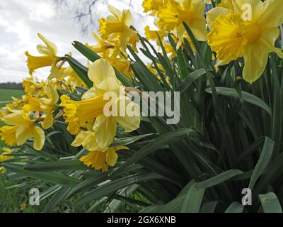 Masse éblouissante de jonquilles jaunes (Narcisse) lors d'une journée ensoleillée de printemps à Cumbria, Angleterre, Royaume-Uni Banque D'Images