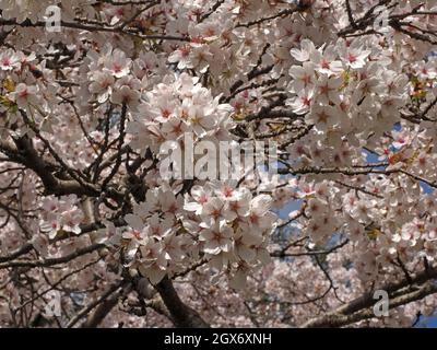 Profusion au-dessus de la tête de fleurs roses et blanches d'un cerisier d'ornement contre le ciel bleu lors d'un beau jour de printemps Cumbria, Angleterre, Royaume-Uni Banque D'Images