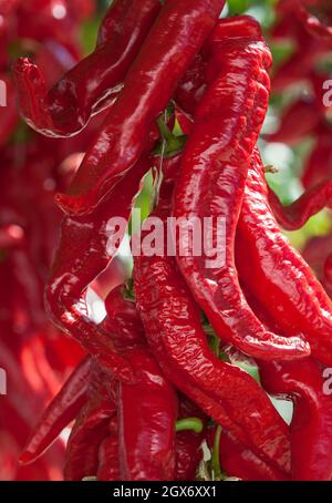 Ristra de guindas séchage sous le soleil à l'extérieur de la maison de village. Les Guindas sont des poivrons allongés de variété cousue comme un bouquet et les air dehors pour sécher. Acena de la Banque D'Images