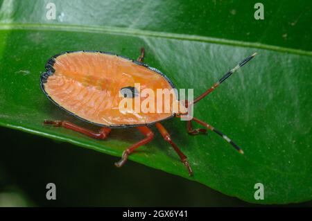 Bronze Orange Bug nymphe, Musgraveia sulciventris, Glenbrook, Nouvelle-Galles du Sud, Australie. Banque D'Images