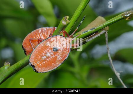 Bronze Orange Bug nymphe, Musgraveia sulciventris, Glenbrook, Nouvelle-Galles du Sud, Australie. Banque D'Images