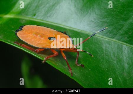 Bronze Orange Bug nymphe, Musgraveia sulciventris, Glenbrook, Nouvelle-Galles du Sud, Australie. Banque D'Images