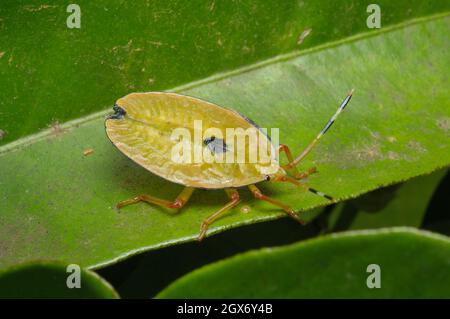 Bronze Orange Bug nymphe, Musgraveia sulciventris, Glenbrook, Nouvelle-Galles du Sud, Australie. Banque D'Images